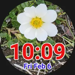 Mountain Avens Iceland