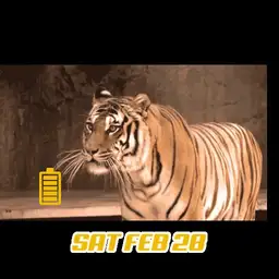 tiger raiw