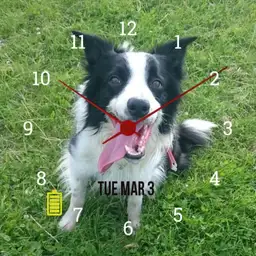 Border collie