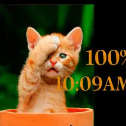 kitten