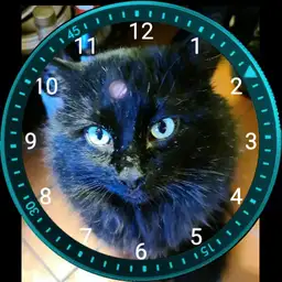 Jimi The Cat