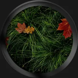 Autumn Grass