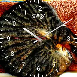 smugl cat