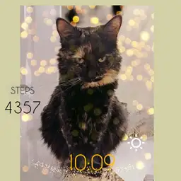 Kitty
