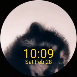 Pedro racoon