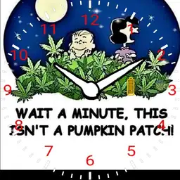 not a pumpkin patch