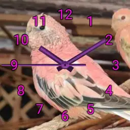 Bird watch
