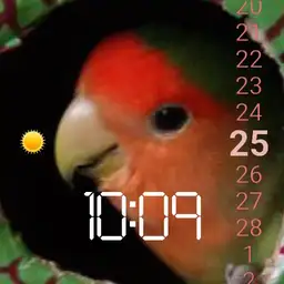 pollito