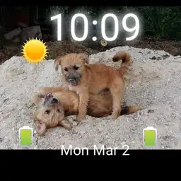 dog