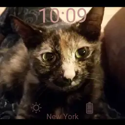 Tortie Cat