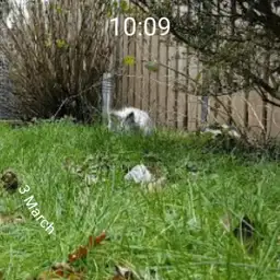 BobbieJump