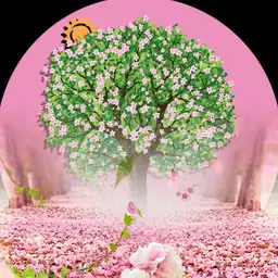Cherry Blossom