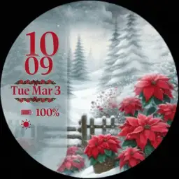 Wintertime Poinsettias
