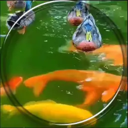 Kurdistan