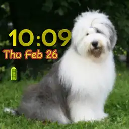dog bobtail