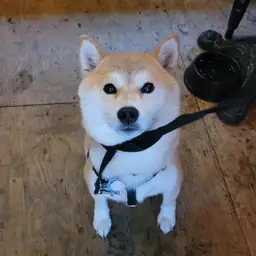 testing testing