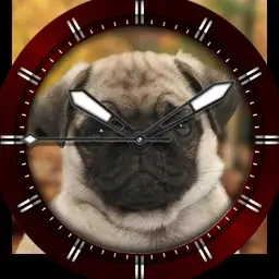 Pug pup