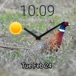 pheasant