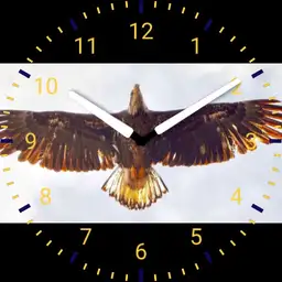 eagle watch