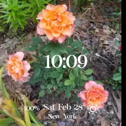 Rose Flowers
