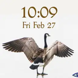 cjb goose Copy
