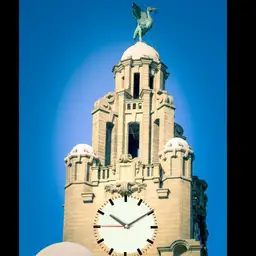 Liver Bird Time