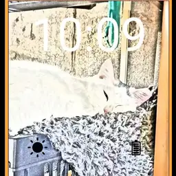 Spot white cat