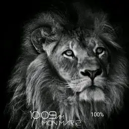 Dodi, lion
