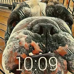Finch Watch Face 1