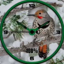 Winter bird