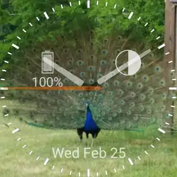 Peacock watch