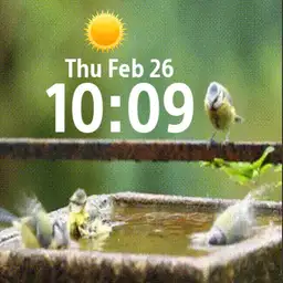 bathing birds
