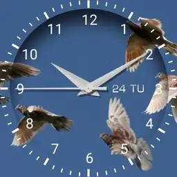 Pigeons