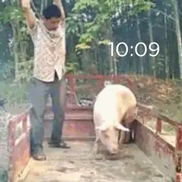 ShaZhu