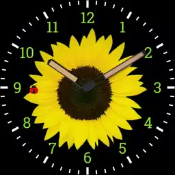 sunflower2