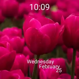 dodi, lovely pink