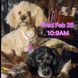Dogs