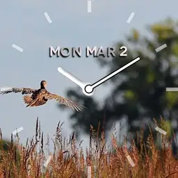 hen pheasant in flight