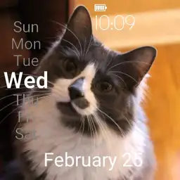 Arda kitty