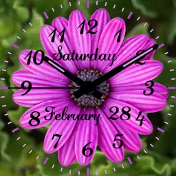 Pink Aster
