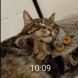 Mario Cat