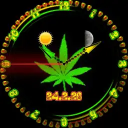 marijuana