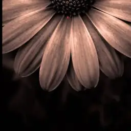 simple daisy
