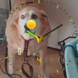 watchdog
