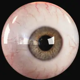 Eyeball
