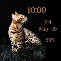 Bengal cat