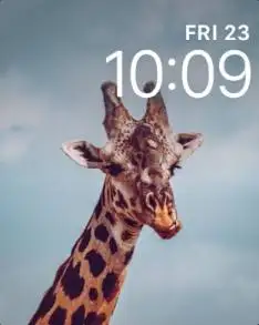 Giraffe