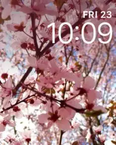 Japanese Apple Blossoms