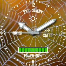 Spider web