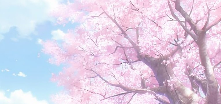 pink cherry blossoms